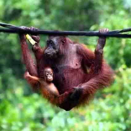 Hang, restare appeso alla sbarra animali-memoria
