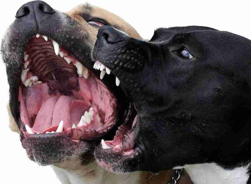 De-escalation e Dissuasione nella difesa personale Dog